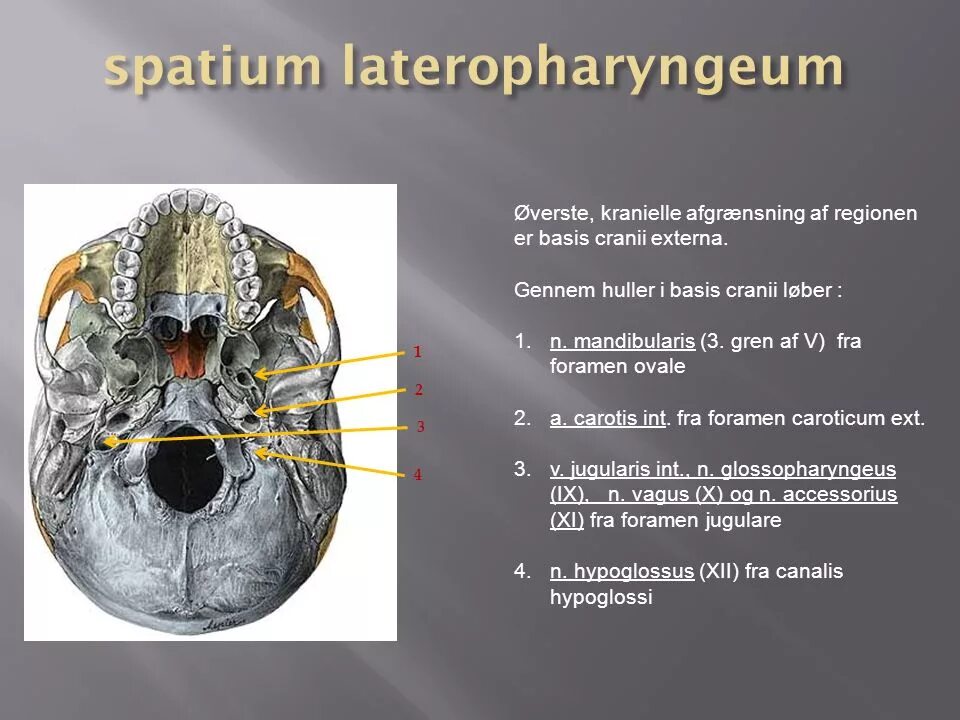 Spatium retropharyngeum. Spatium lateropharyngeum. Spatium lateropharyngeum топография. Spatium retropharyngeum анатомия. Spatium interscalenum Spatium.