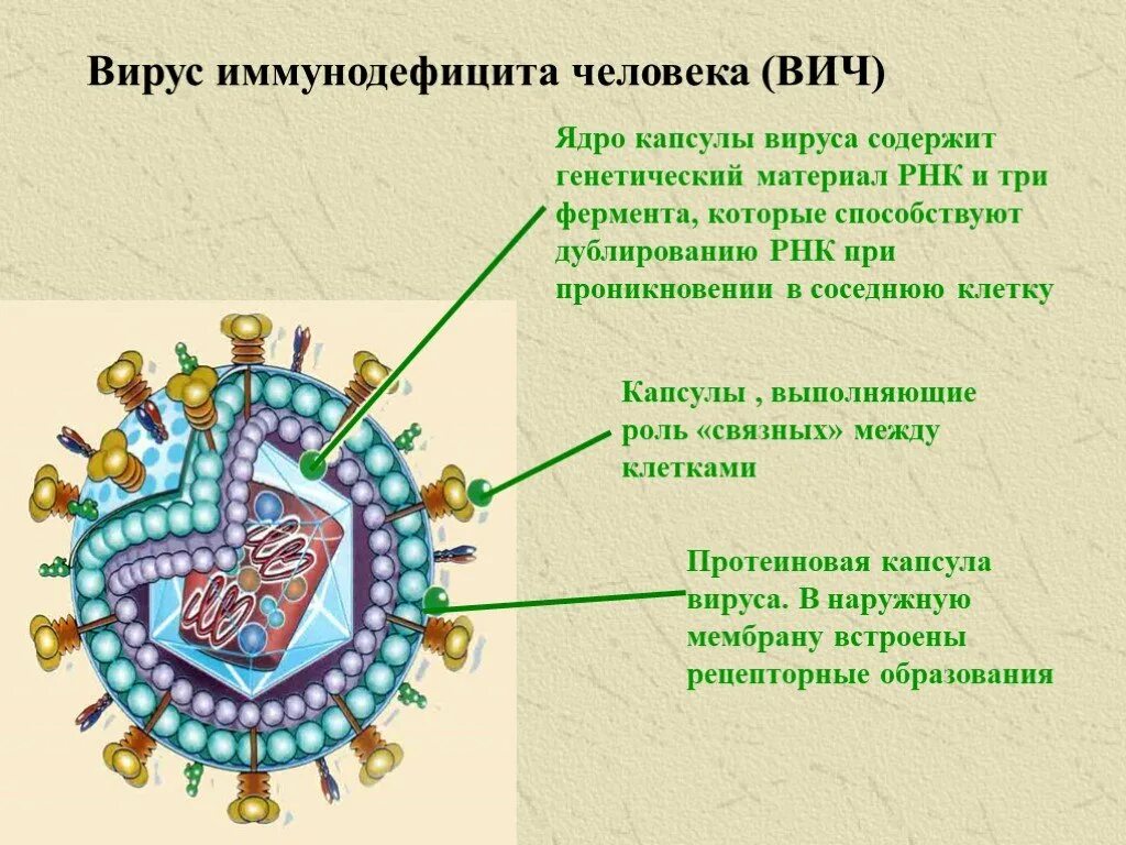 Вирус спида название. Вирус иммунодефицита человека (ВИЧ / СПИД). ВИЧ структура вириона. Вирус иммунодефицита человека (HIV). Структура вируса СПИД.