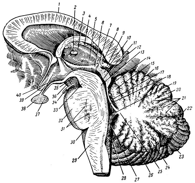 Мозг имеет полость. Промежуточный мозг Сагиттальный разрез. Ствол мозга Сагиттальный разрез. Гипофиз Сагиттальный срез. Промежуточный мозг Сагиттальный срез.