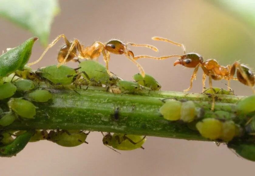 Муравей и тля симбиоз. Муравей и тля Тип взаимоотношений. Муравьи Pheidole megacephala. Бахчевая тля. Насекомые защищают растения