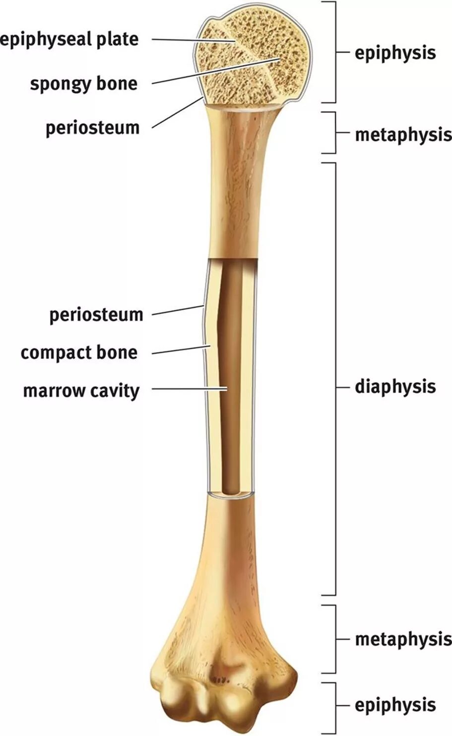 Long bone. Эпифиз кости. Диафиз. Long Bones. Bone structure.