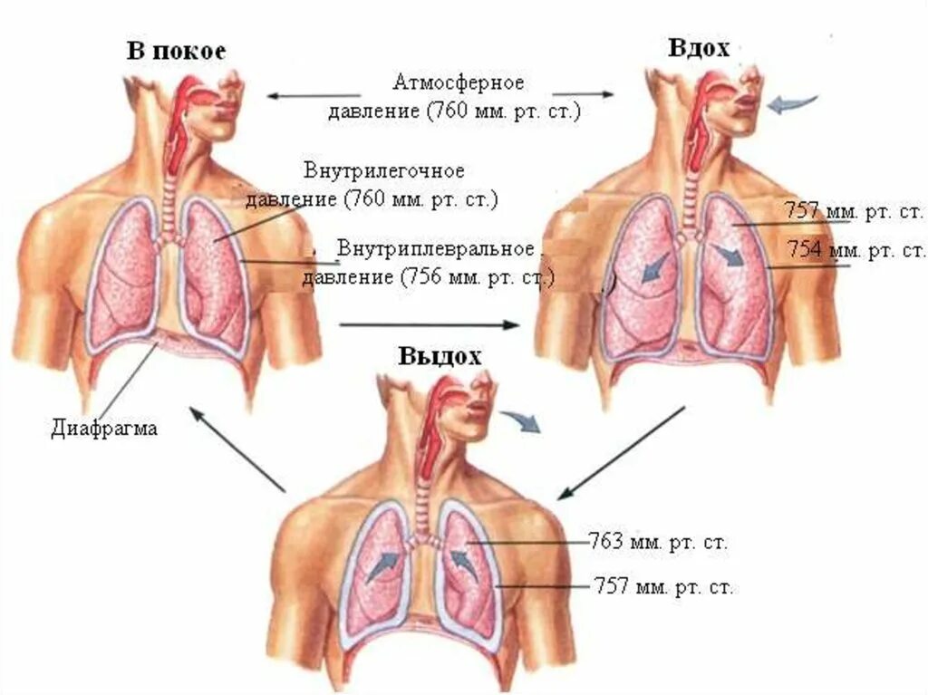 Выдох давление в легких. Изменение давления при дыхании. Давление в межплевральной полости. Давление в лёгких при вдохе. Давление в плевральной полости при вдохе и выдохе.