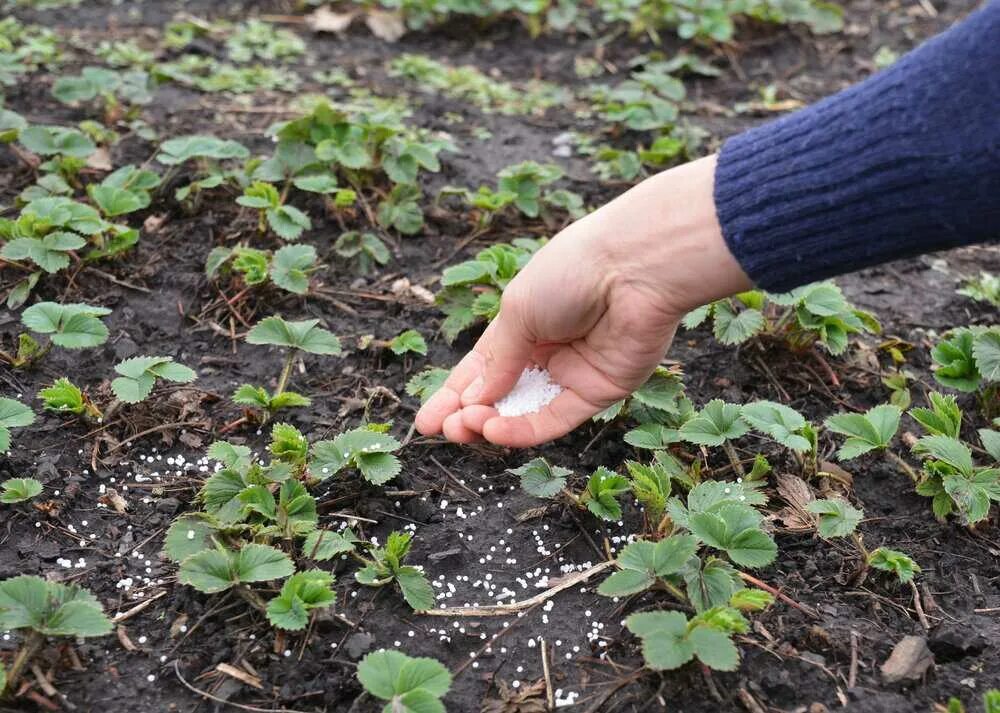 Удобрение для клубники. Чем подкормить викторию в мае. Чем подкормить викторию в мае. Подкормить клубнику. Клубника в огороде.