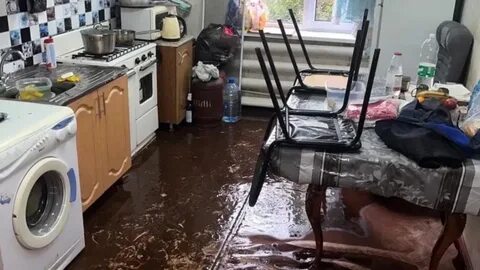 Кот затопил квартиру поляку