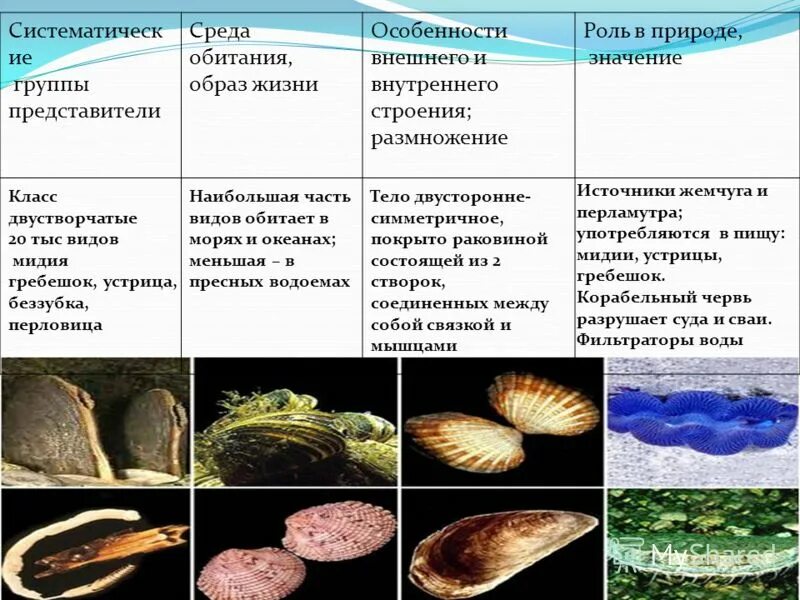 Какой тип характерен для каракатицы. Двустворчатые моллюски среда обитания. Беззубка среда жизни моллюсков. Двустворчатые моллюски образ жизни. Класс двустворчатые беззубка.