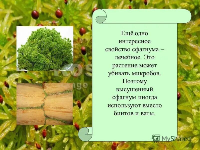 Сфагнум как использовать. Полезные свойства мха. Как люди раньше использовали сфагнум. Лечебные свойства сфагнума. Как люди раньше использовали сфагновый мох.