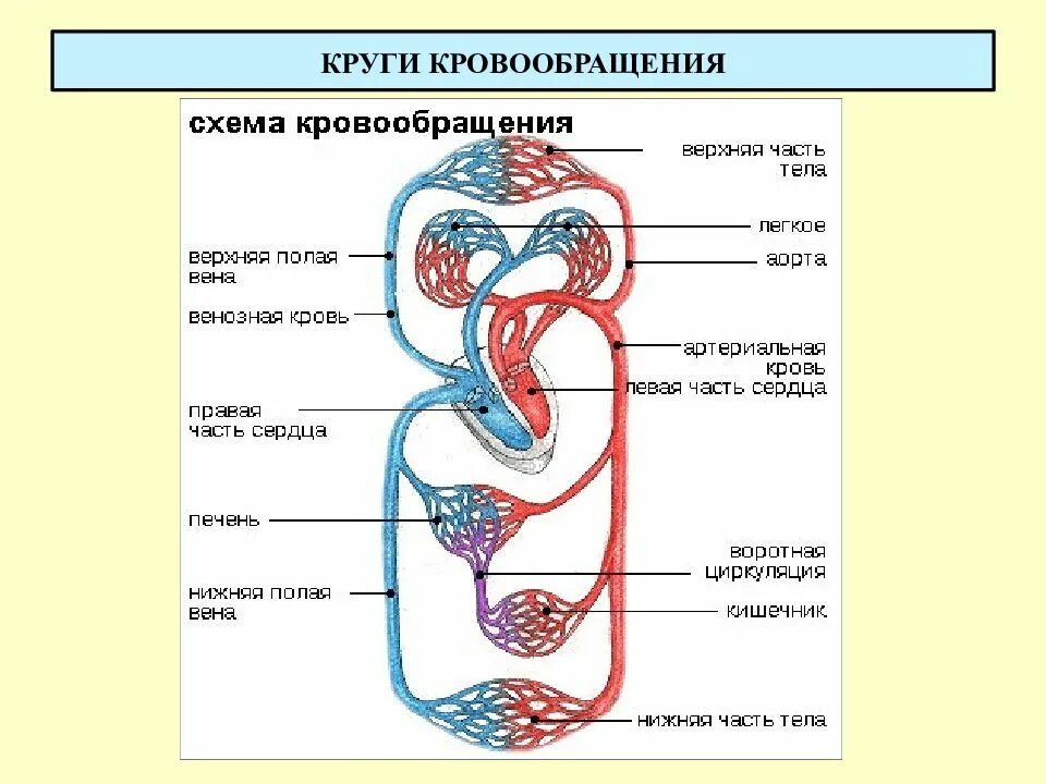 Этапы кругов кровообращения. Большой круг кровообращения ОГЭ. Большой и малый круг кровообращения схема. Круги кровообращения человека схема ОГЭ. Малый круг кровообращения последовательность.