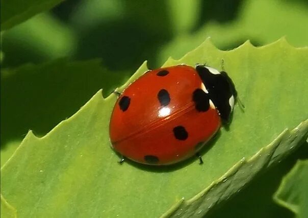 Божья коровка 7. Семиточечная коровка. Семяточная Божья коровка. Coccinella septempunctata (коровка Семиточечная). Семиточечная Божья.