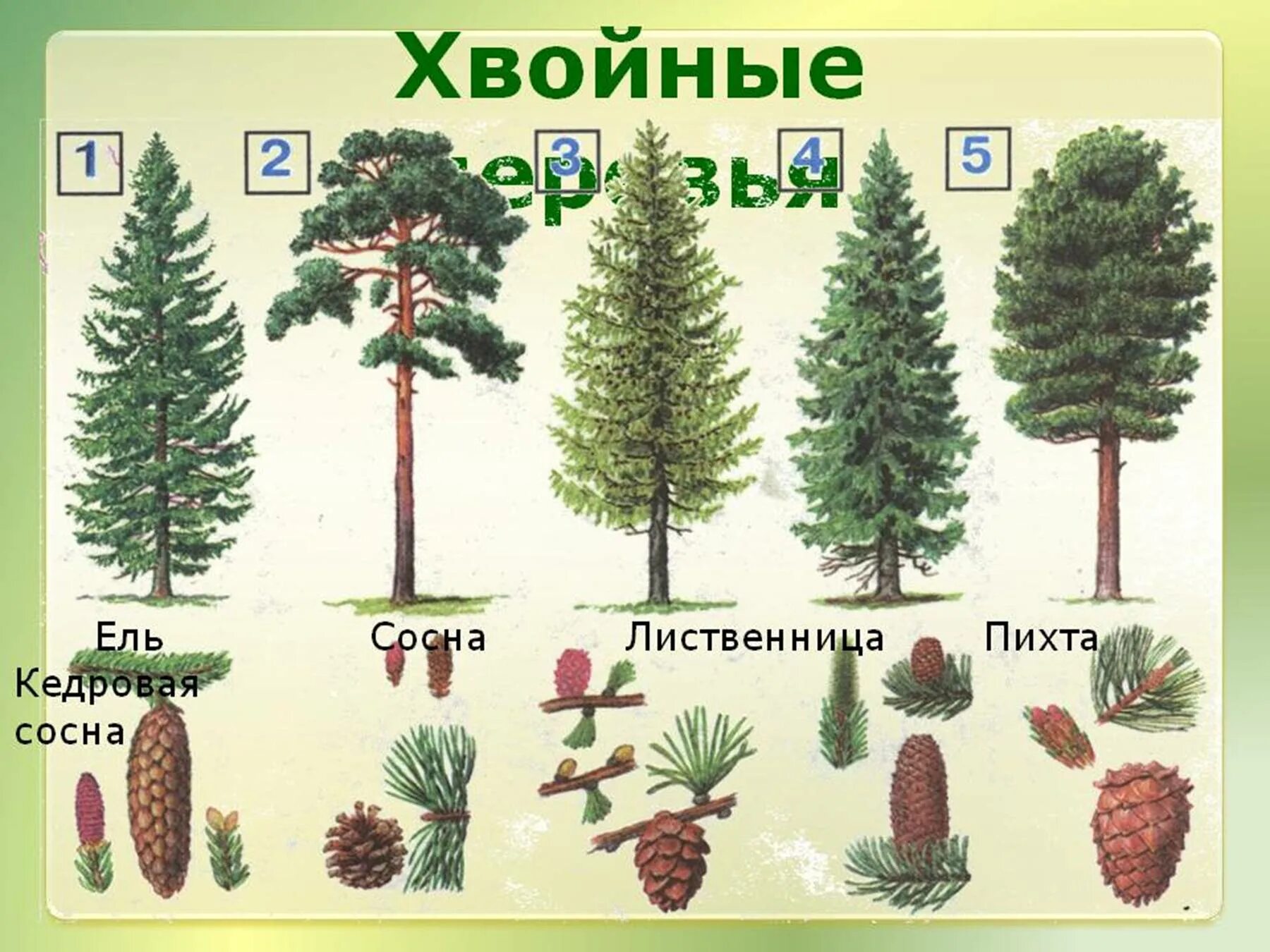 Как отличить деревья. Ель сосна Кедровая сосна пихта лиственница. Ель пихта лиственница. Ель пихта кедр лиственница. Пихта сосна Кедровая лиственница.