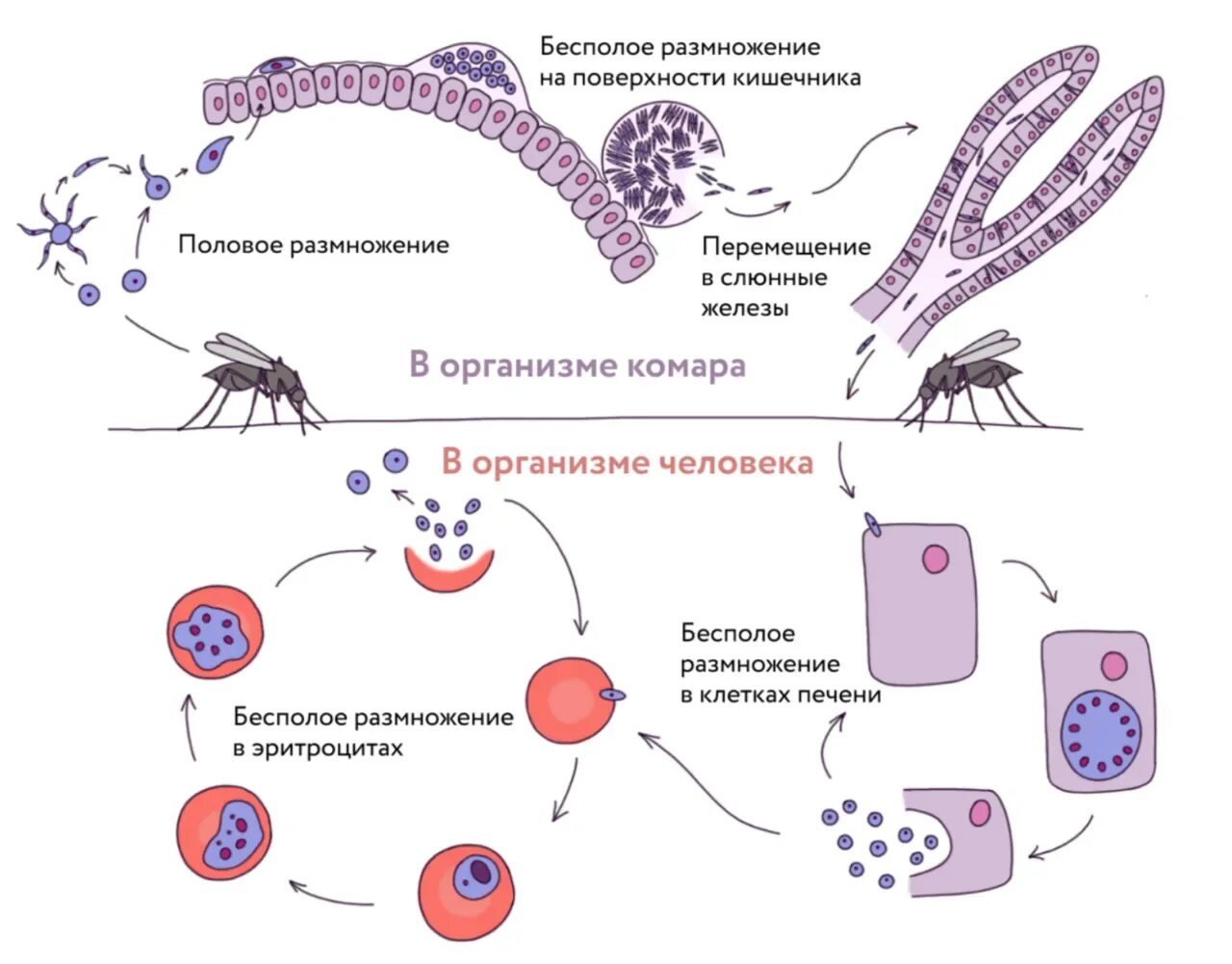 Малярийный плазмодий в кишечнике. Стадии жизненного цикла малярийного плазмодия. Стадии размножения малярийного плазмодия. Цикл размножения малярийного плазмодия схема. Цикл развития малярийного плазмодия.