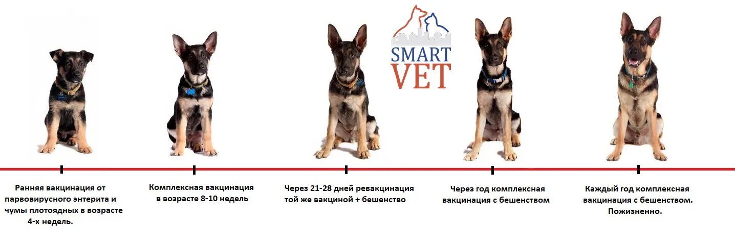 Прививки для собак немецкой овчарки таблица. Прививки и вакцины для собак в 1 год. Таблица прививок для собак немецкой овчарки. Когда и какие прививки делают щенкам немецкой овчарки. Когда можно выводить щенка