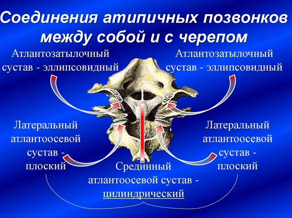 Между черепом и позвоночником. Атлантозатылочный и атлантоосевой. Латеральный атлантоосевой сустав. Латеральный атлантоосевой сустав классификация. Срединный Атлант осевой сустав.