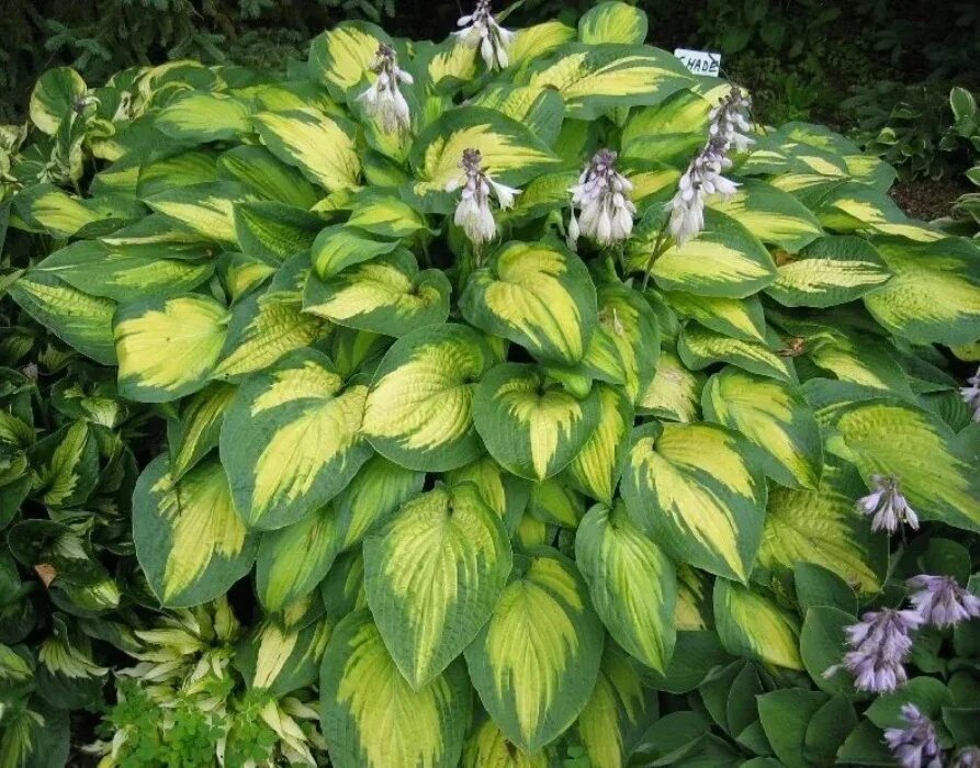 Хоста Паулс Глори. Хоста гибридная Паулс Глори. Хоста Hosta hybride Pauls Glory. Паулс глори