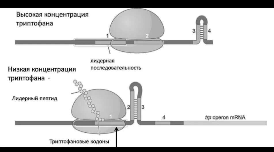 Вариант 8 при трансляции рекламы