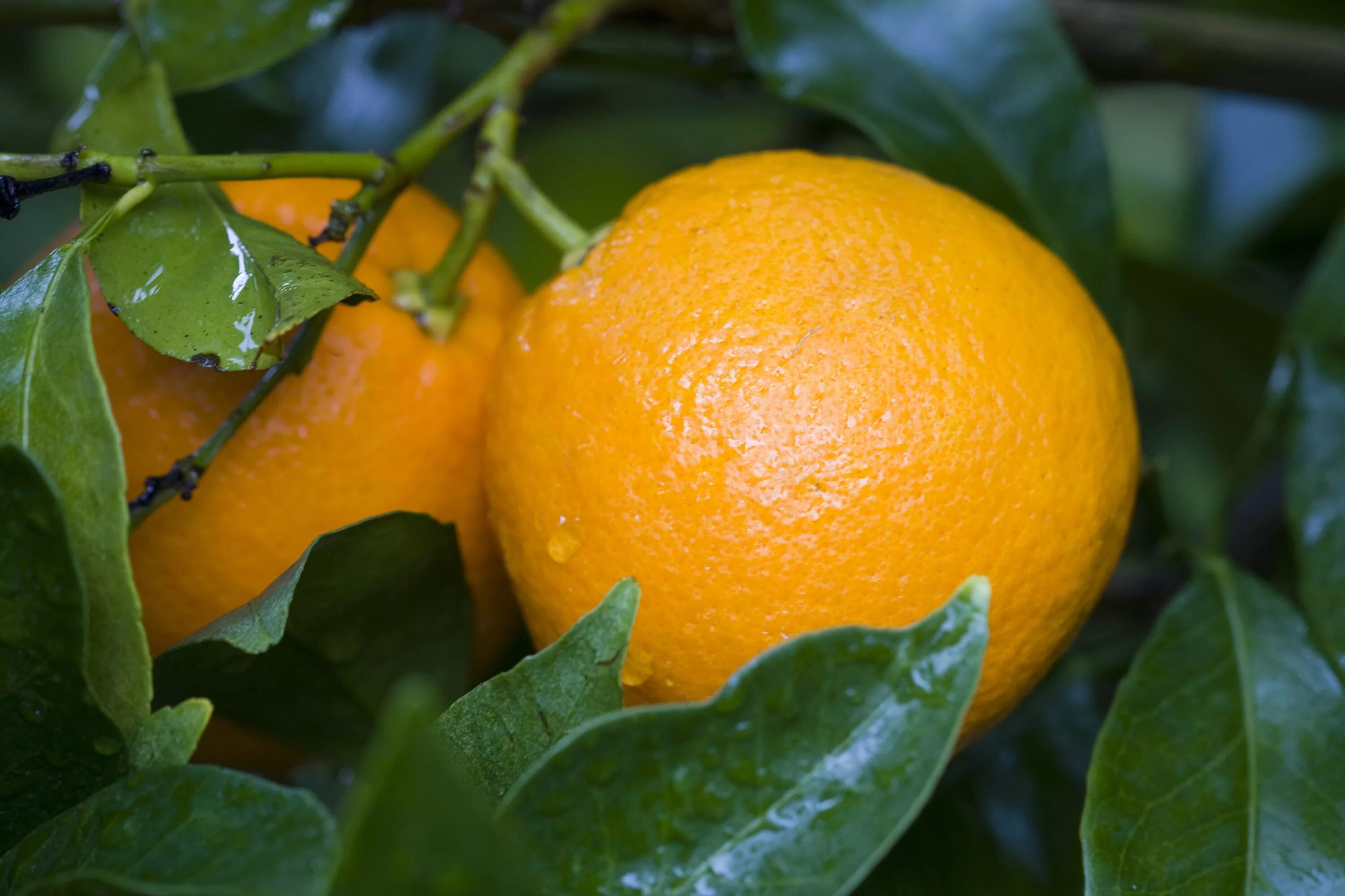 Two oranges. Листья померанца. Апельсины с листом. Апельсин на ветке. Апельсин (плод).