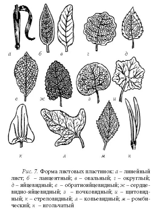 Линейная форма листа. Сердцевидно яйцевидный лист. Лист форма листовой пластинки. Копьевидная форма листа. Фора листовой пластинки лировидная.