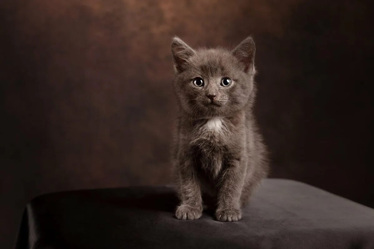 темно серый котенок. кошка серая. черный и серый котенок. кошка сибирская голубая гладкошерстная. мейн кун серый.