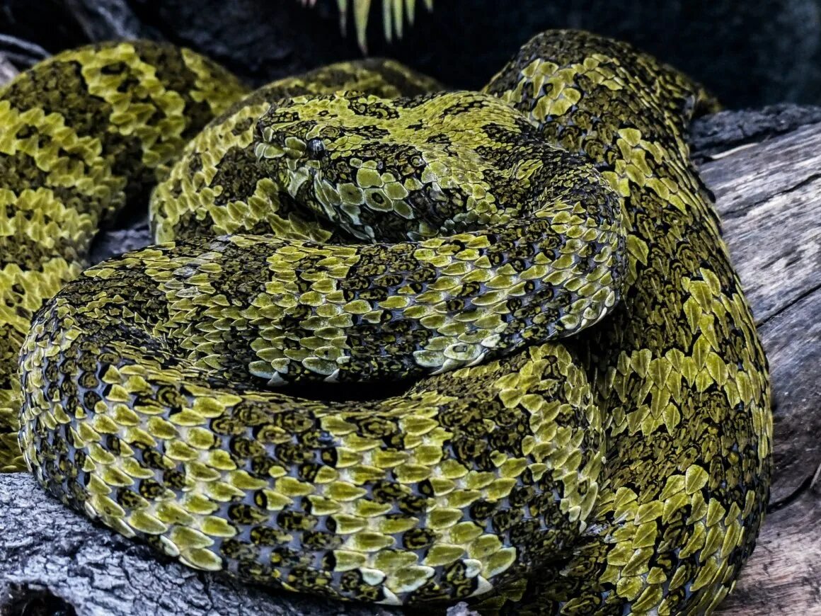 Пятнистая змея фото Biologists found 5 new species of snakes and Leonardo DiCaprio named one that pr