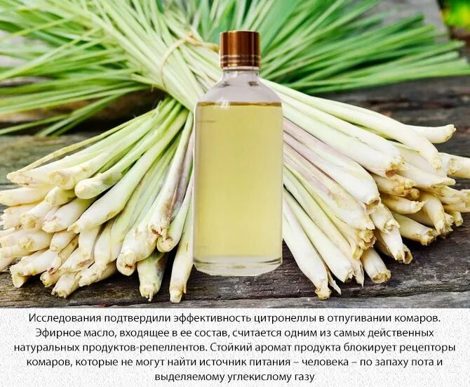 Цитронелла от насекомых. Аспера цитронелла. духи цитронелла.
