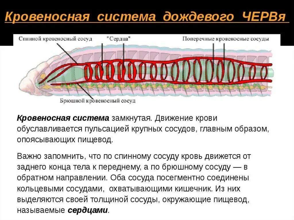 Строение кровеносной системы дождевых червей. Функции кровеносной системы дождевого червя. Строение кровеносной системы дождевого червя. Строение кровеносной системы у черви.