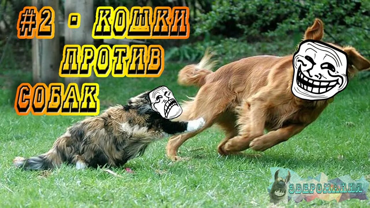 Приемы против собак. Аргентинский дог напал. Собаки против людей. Аргентинский дог нападает. Собаки против людей.
