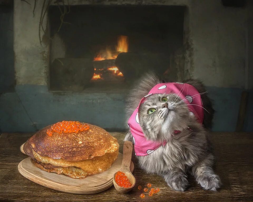 Кот блинчик. Кот с блинами. Масленица коты. Блинчики на масленицу. Котик с блинчиками.