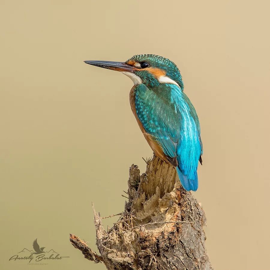 Kingfisher Bird Sketches