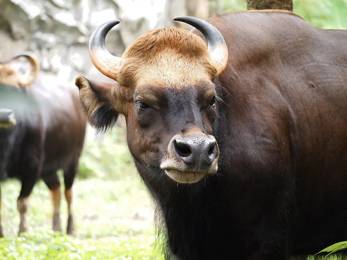 Сычуаньский такин. Бизон буффало. Самые большие парнокопытные. Tragelaphus eurycerus. Лесной бизон северной америки.