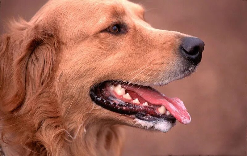 У собаки судороги и пена изо рта. Собака с открытой пастью. Здоровая собака.