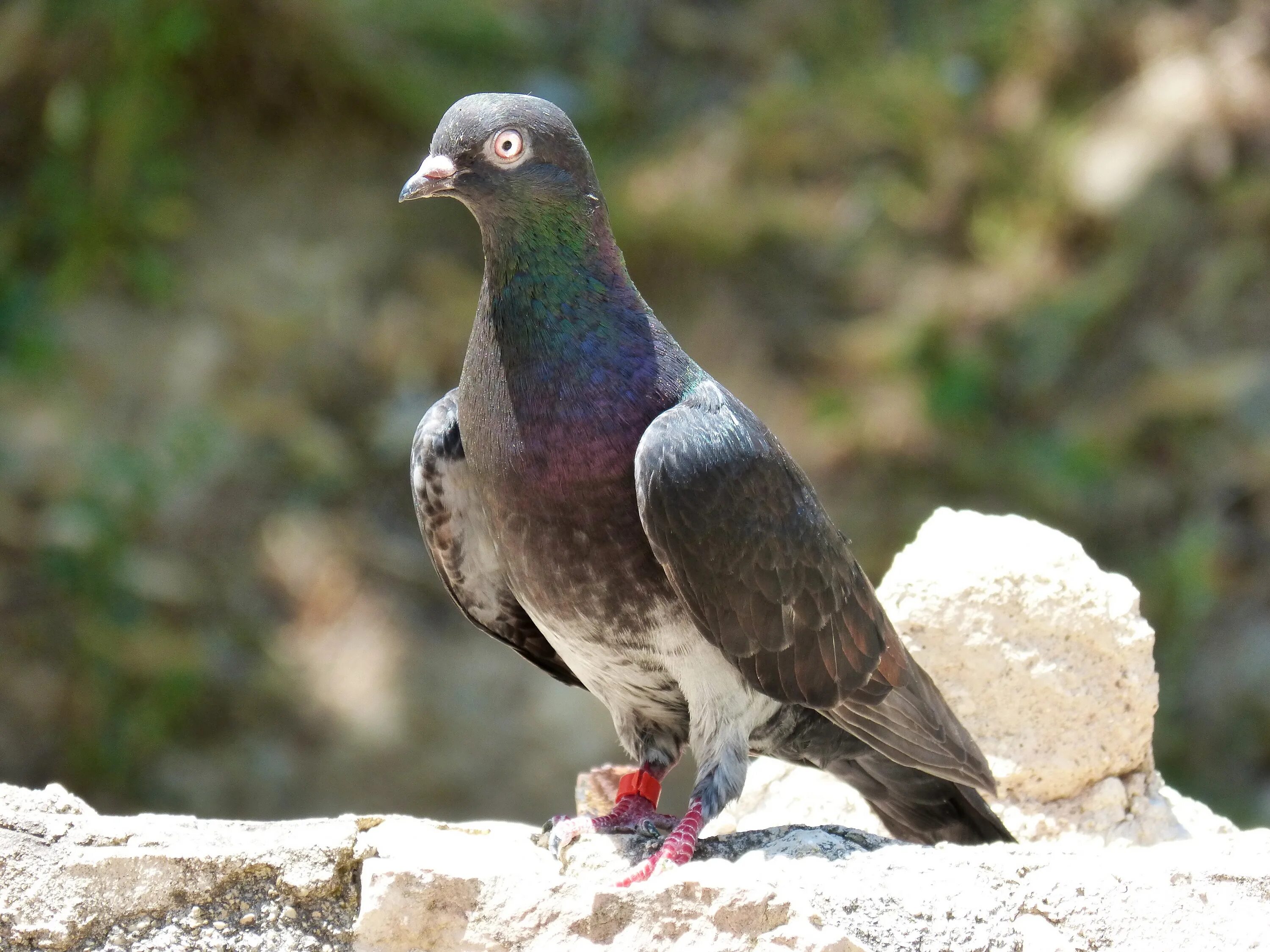 Race bird. Новогвинейский горный голубь. Горный голубь Горлица. Горлица Крымская. Высокогорная Горлица.