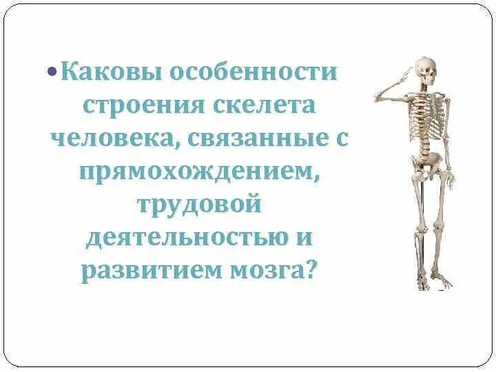 С прямохождением у человека появилась. Приспособления скелета к прямохождению. Особенности скелета человека. Особенности строения скелета человека. Особенности строения чел.