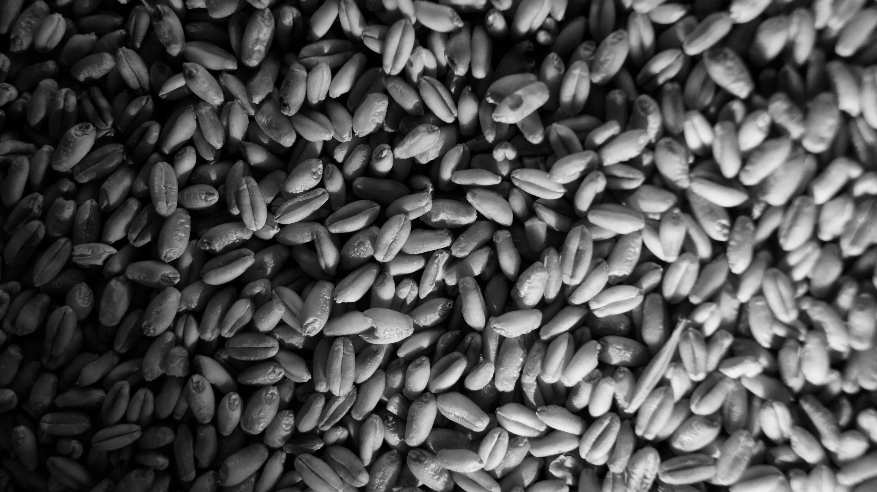 Зерно. Пшеница зерно. Зерно текстура. Рассыпанное зерно.