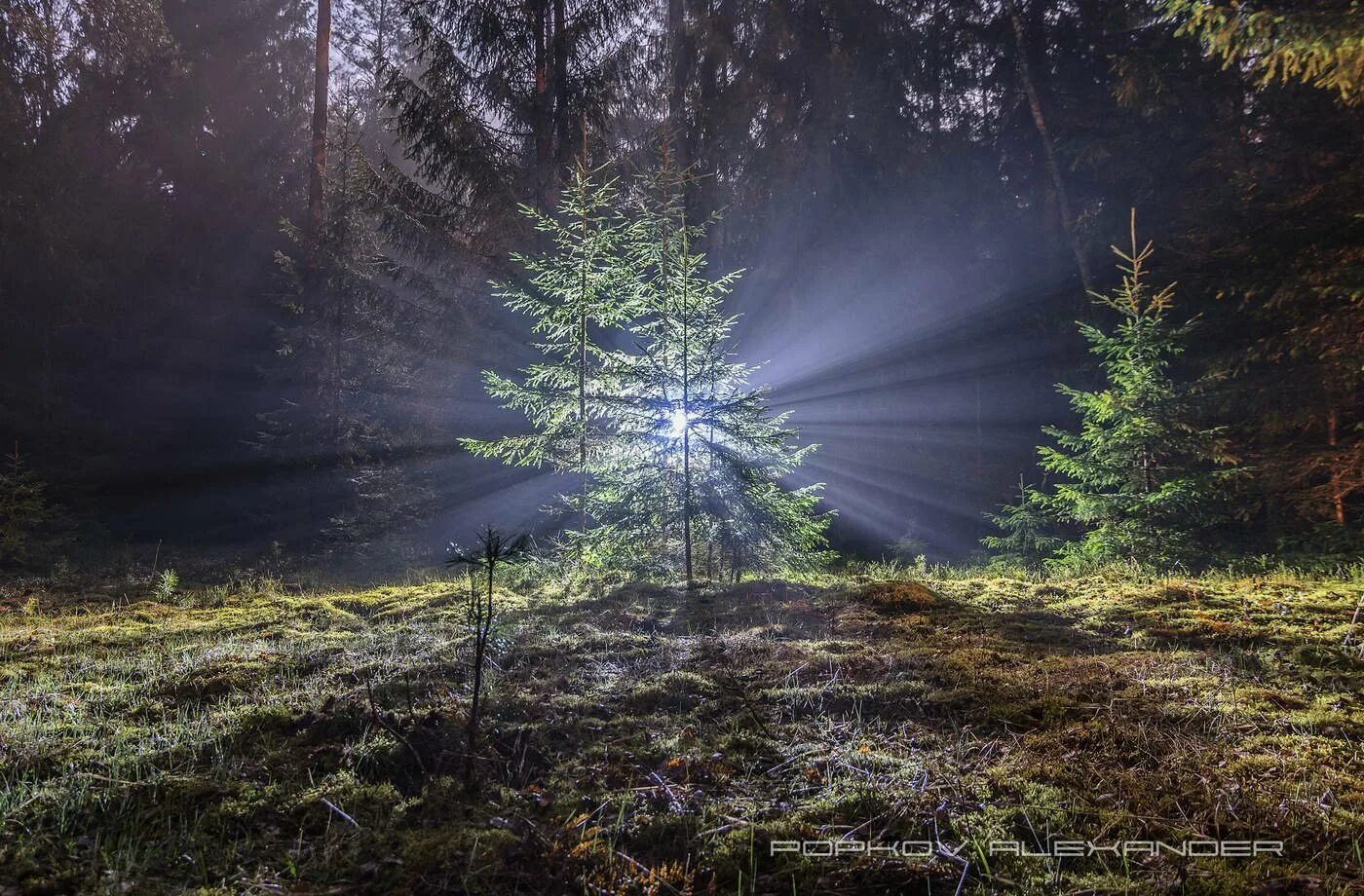 Налибокская пуща. Поляна в лесу ночью. Свет в лесу. Освещение в лесу.