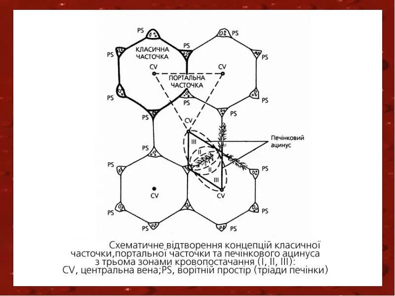 Портальный ацинус. Портальная долька печени гистология. Портальная долька печени гистология. Строение портальной дольки печени. Портальная долька печени гистология.