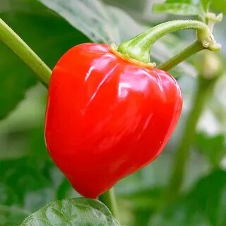 9 pepper