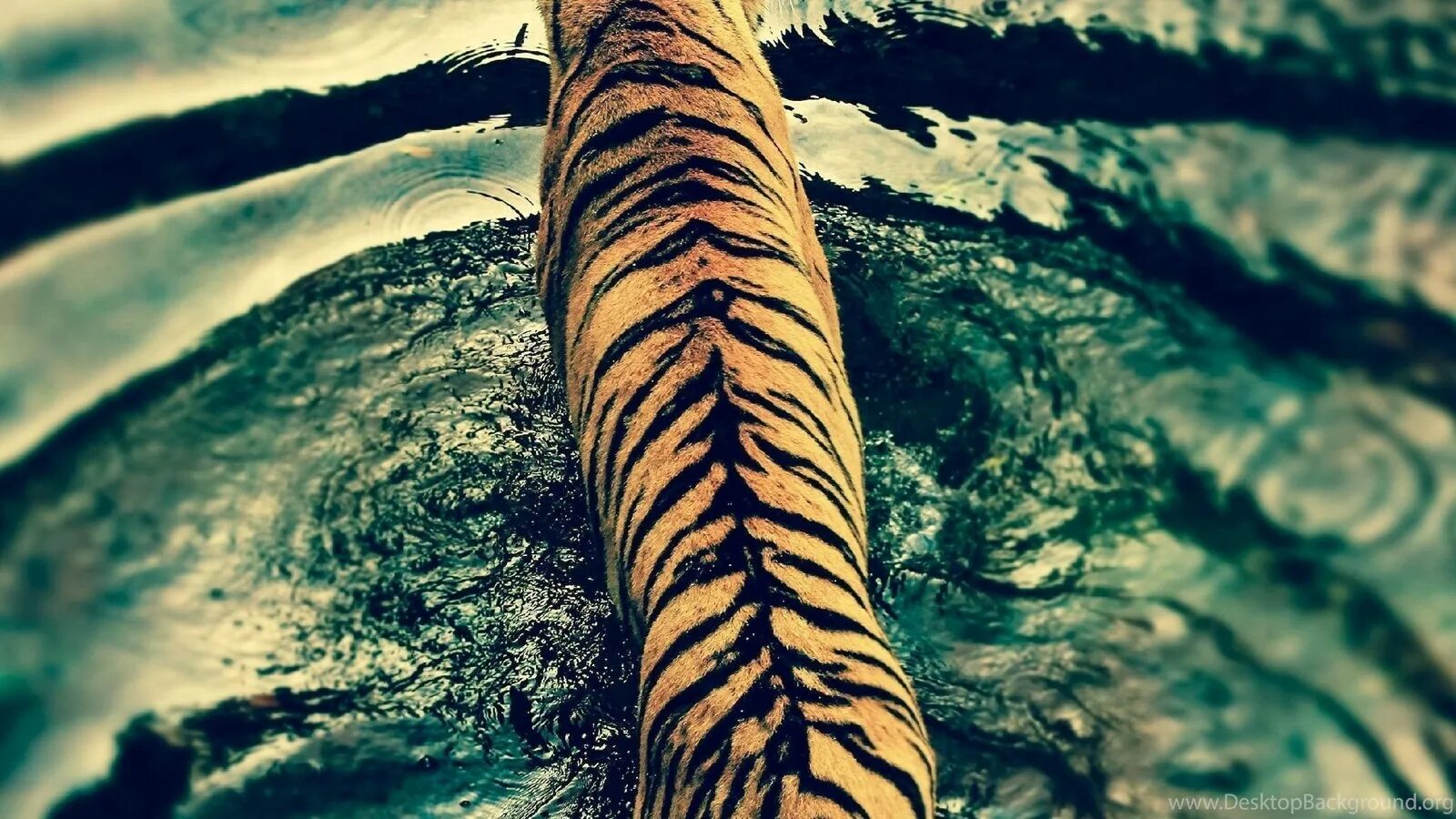 Попробуйте получится. Не бойся что не получится. тигр в воде стилизация. не бойся ошибаться бойся не пробовать. не бояться ошибаться и пробовать новое.