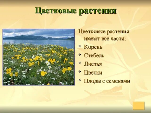 Цветковые растения включают два класса. Цветковые растения. Цветковые растения окружающий мир. Разнообразие цветковых растений. Названия цветковых растений 2 класс.