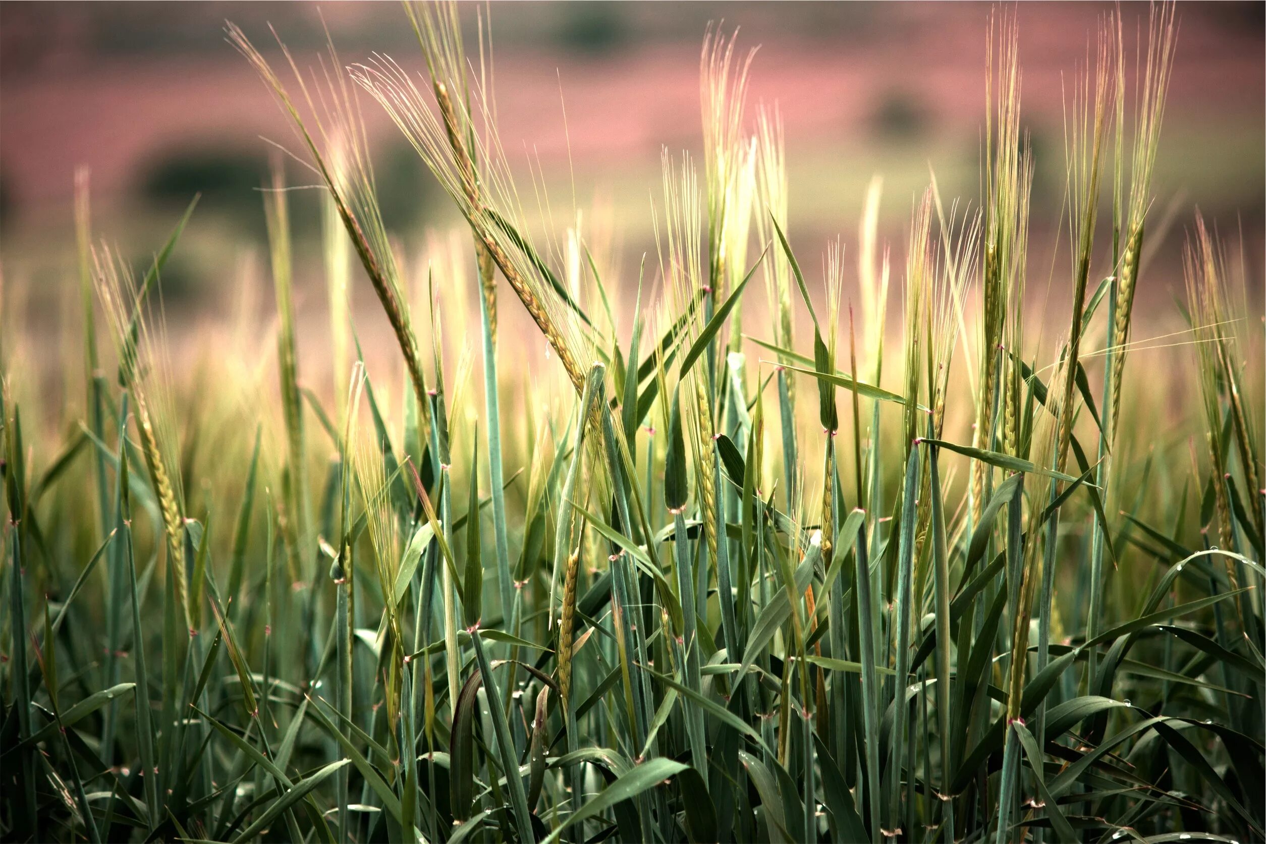 Сельское хозяйство растения. Сельскохозяйственные растения. Пшеница. Пшеница растение. Пшеница трава.