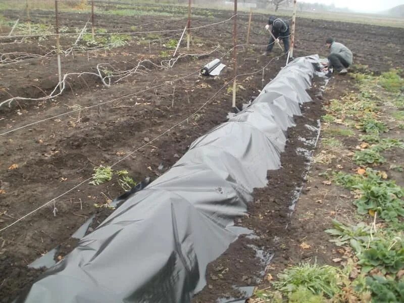 При какой температуре закрывают виноград на зиму. Укрытие винограда агроспаном. агроспан укрытие винограда. укрыть виноград агроспаном. укрытие винограда тарпаулином.