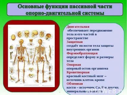 Какие органы относятся к опорно двигательной