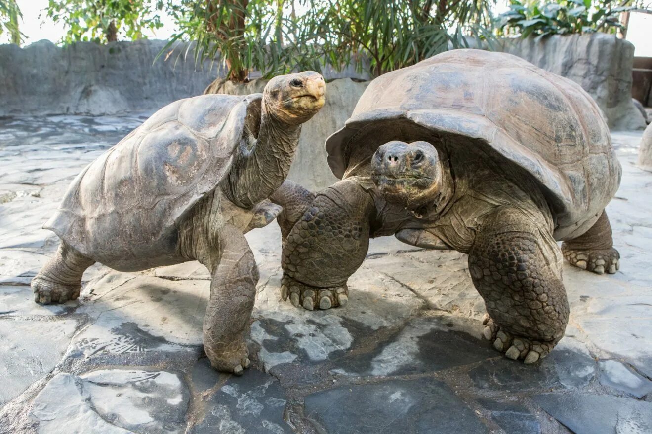 Галапагосская черепаха. Галапагосская гигантская черепаха. Гигантская сухопутная черепаха. Джонатан Галапагосская черепаха. Большая галапагосская черепаха