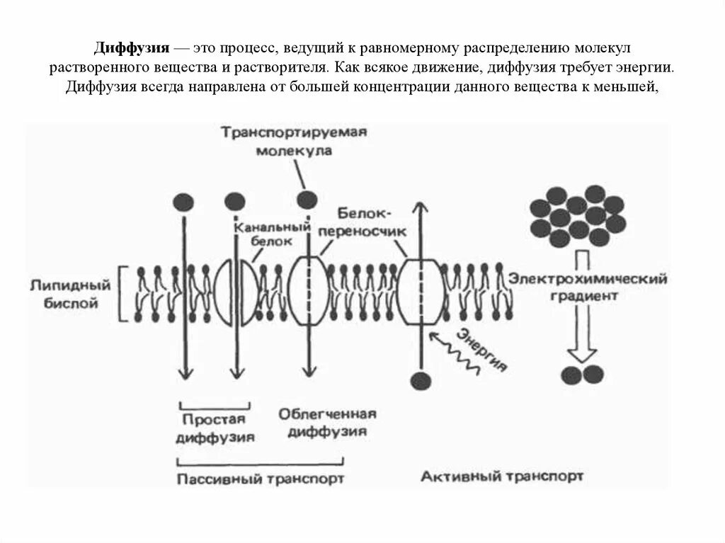 Определите модель какой клеточной структуры изображена