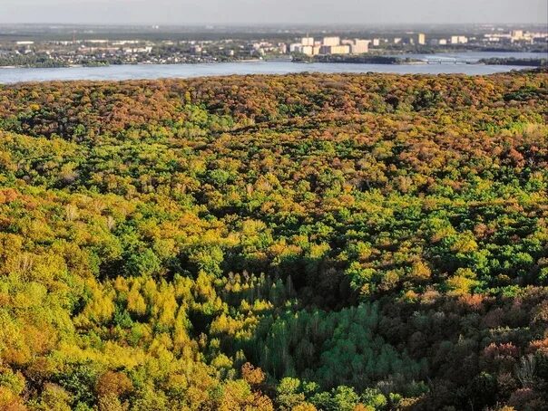 Воронеж дубрава фото Лето в парке в Воронеже. От городских парков и садов до дубрав и дендрария Янд