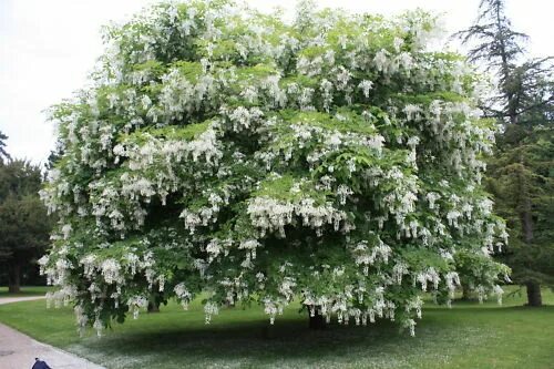 Как выглядит белая акация Robinia Pseudoacacia Tree 50/150/1000 Seeds Fragrant Cold Hardy Black The Plant