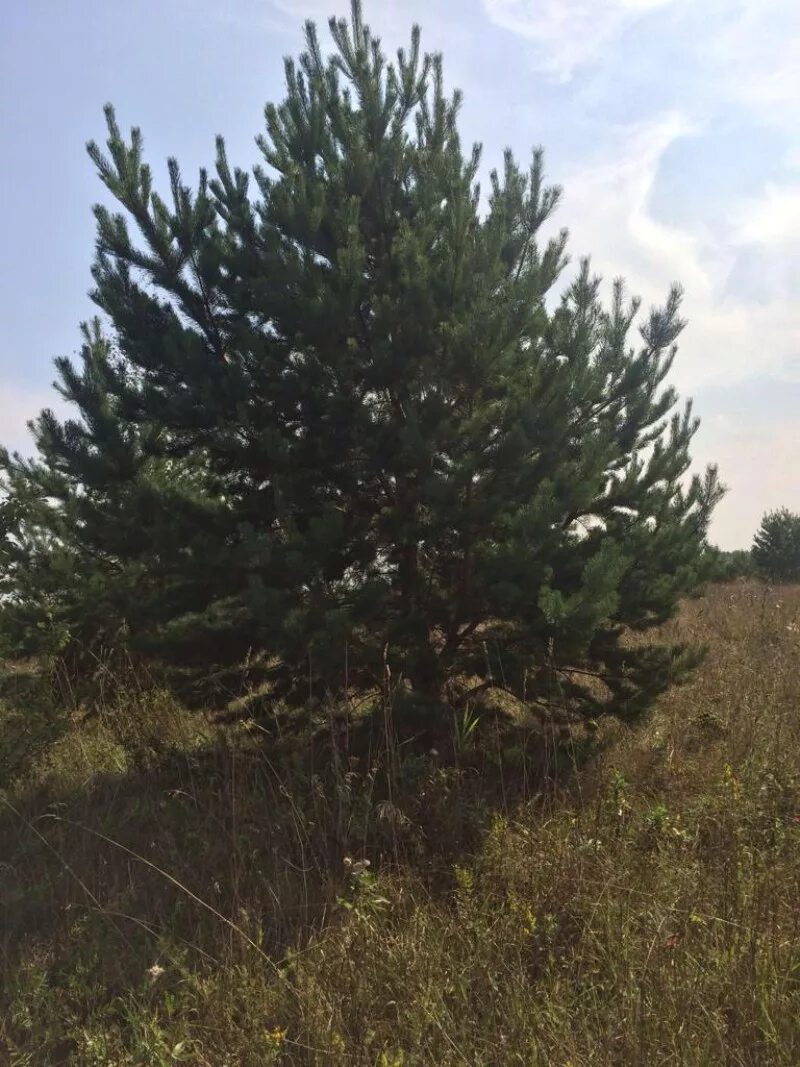 Как выглядят саженцы кедра 2 года. Кедр 7. Сосна кедровая дарвин. Свечи шишки. Кедр сибирский фото.