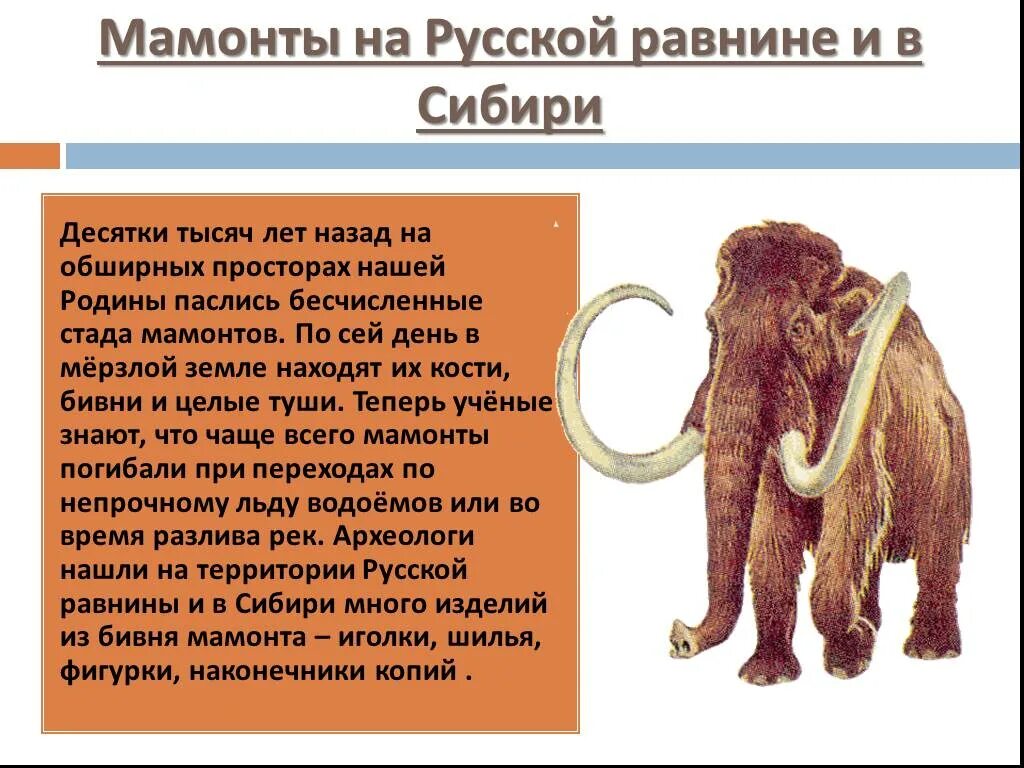 Сообщение о древнем животном. Рассказ про мамонтов 5 класс. сообщение про древних мамонтов. сообщение о мамонте. доклад про мамонта.