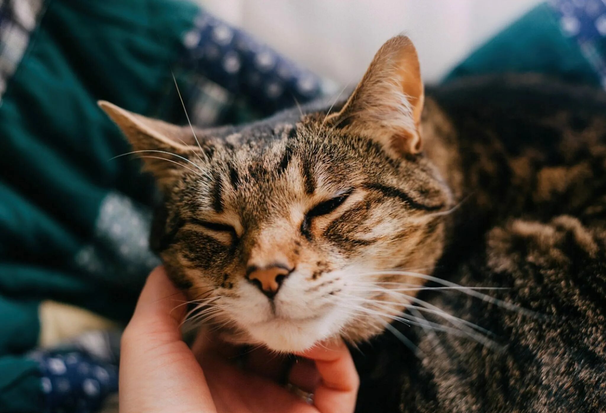 Кошка мурлычет. Мурчание кошки. Котик урчит. Котенок мурчит. Кошки способны