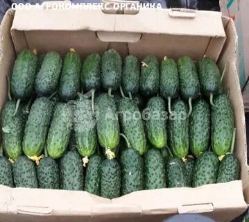 Огурцов краснодарский край