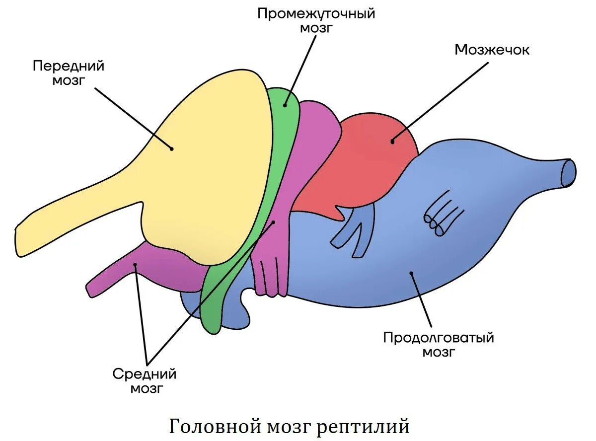 Передний мозг рептилий. Головной мозг пресмыкающегося схема. Схема строения головного мозга пресмыкающихся. Строение мозга рептилий. Строение головного мозга пресмыкающихся рисунок.