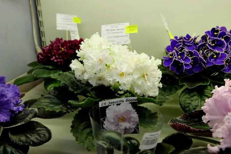 магазин дом фиалки на пятницкой. фиалка китайская шкатулка. дом фиалок на новокузнецкой выставка. магазин фиалок в москве на пятницкой. магазин дом фиалки на пятницкой.